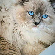 Zéphir a rejoint le concours — aidez-le/la à gagner de superbes lots ! cat, blue_eyes, fluffy, close_up, pet, feline, whiskers, soft_fur, cute, animal, domestic_animal, portrait, indoors, relaxed, mammal, face, fur, looking, resting