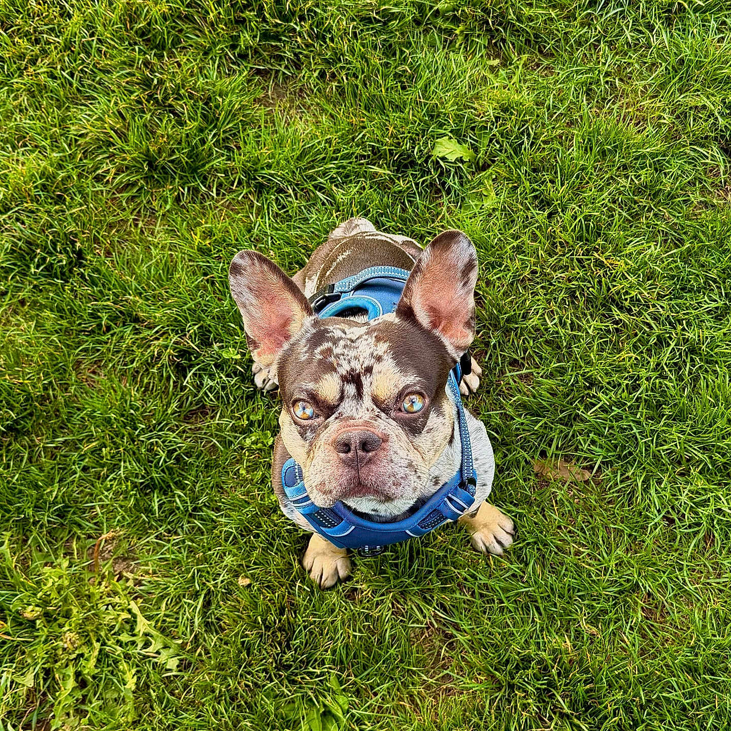 Yoda