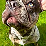 Yoda participe au concours pour gagner de l'argent avec cette photo : dog, french_bulldog, pet, animal, portrait, close_up, wrinkles, bat_ears, blue_eyes, outdoor, grass, garden, lawn, fence, face, muzzle, nose, fur, sitting, funny