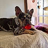 Yoda a rejoint le concours — aidez-le/la à gagner de superbes lots ! dog, french_bulldog, pet, canine, brindle, lying_down, toy, red_toy, indoors, window, sunlight, cushion, bench, home, portrait, close_up, large_ears, staring, relaxed, funny