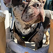 Yoda participe au concours pour gagner de l'argent avec cette photo : dog, french_bulldog, pet, animal, portrait, close_up, harness, standing, outdoor, sunlight, railing, metal, face, ears, wrinkles, brindle_coat, blue_eyes, serious_expression, heart_emoji, smartphone_screenshot