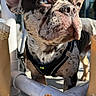 dog, french_bulldog, pet, animal, portrait, close_up, harness, standing, outdoor, sunlight, railing, metal, face, ears, wrinkles, brindle_coat, blue_eyes, serious_expression, heart_emoji, smartphone_screenshot