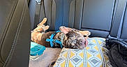 Yoda participe au concours pour gagner de l'argent avec cette photo : dog, brindle, harness, car, back_seat, vehicle_interior, pillow, seatbelt, travel, road_trip, pet, lying_down, upside_down, goofy, wide_eyed, blue_harness, leather_seats, patterned_pillow, relaxed, portrait