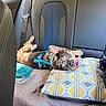 dog, brindle, harness, car, back_seat, vehicle_interior, pillow, seatbelt, travel, road_trip, pet, lying_down, upside_down, goofy, wide_eyed, blue_harness, leather_seats, patterned_pillow, relaxed, portrait