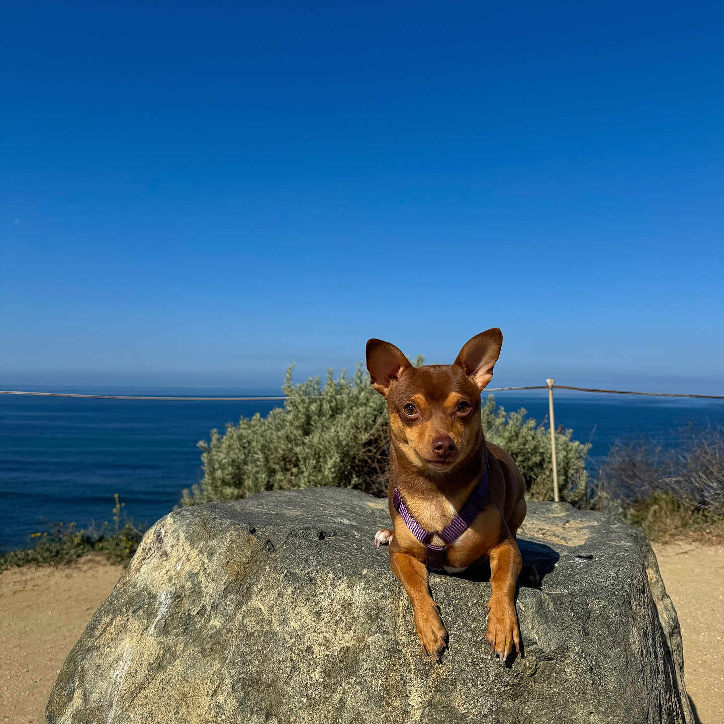 Chiquita