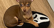 Chiquita joined the competition — help win amazing prizes! dog, chihuahua, puppy, small_dog, brown_dog, sitting, pet, animal, portrait, indoors, wooden_floor, slipper, footwear, black_and_white, large_ears, looking_at_camera, cute, short_hair, home, floor