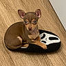 dog, chihuahua, puppy, small_dog, brown_dog, sitting, pet, animal, portrait, indoors, wooden_floor, slipper, footwear, black_and_white, large_ears, looking_at_camera, cute, short_hair, home, floor