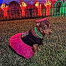 Chiquita joined the competition — help win amazing prizes! dog, pet, costume, pink_dress, beads, necklace, grass, outdoor, halloween, haunted_house, graveyard, tombstones, zombie_hands, night, colorful_lighting, portrait, small_dog, fashion, dressed_up, holiday