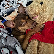 Chiquita joined the competition — help win amazing prizes! dog, puppy, sleeping, plush_toy, teddy_bear, cuddling, bed, blanket, cozy, indoors, pet, brown_dog, closed_eyes, resting, red_shirt, stuffed_animal, soft_toy, bedding, cute, portrait