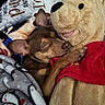 dog, puppy, sleeping, plush_toy, teddy_bear, cuddling, bed, blanket, cozy, indoors, pet, brown_dog, closed_eyes, resting, red_shirt, stuffed_animal, soft_toy, bedding, cute, portrait
