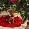 Chiquita is registered to the contest to win money with this photo: dog, chihuahua, christmas_tree, christmas, holiday, festive, ornaments, lights, red_blanket, pet_costume, collar, sitting, indoors, living_room, wood_floor, christmas_skirt, red, white, portrait, decoration