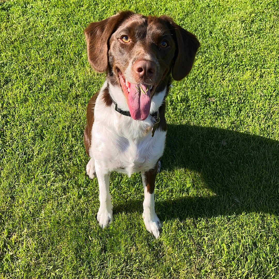 Isla joined the competition — help win amazing prizes! animal, canine, clothing, dog, face, footwear, grass, head, hound, lawn, nature, outdoors, park, person, pet, plant, pointer, puppy, shoe, sneaker
