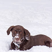Missy Reese joined the competition — help win amazing prizes! dog, labrador, chocolate, snow, outdoor, pet, animal, winter, playful, fur, canine, nature, cold, lying_down, muzzle, ears, collar, background_fence, relaxed, daylight