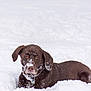 dog, labrador, chocolate, snow, outdoor, pet, animal, winter, playful, fur, canine, nature, cold, lying_down, muzzle, ears, collar, background_fence, relaxed, daylight