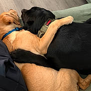Kobi And Tatter is registered to the contest to win money with this photo: dog, dogs, snuggling, couch, paw, embrace, black_dog, tan_dog, fur, indoor, floor, wooden_floor, collar, green_couch, pet, animal, cute, friendship, resting, cozy