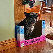 Blu joined the competition — help win amazing prizes! dog, cardboard_box, wood_floor, furniture, indoor, pet, brindle, collar, home, cozy, sitting, box, flooring, chair, wood, domestic_animal, animal, looking, resting, cute