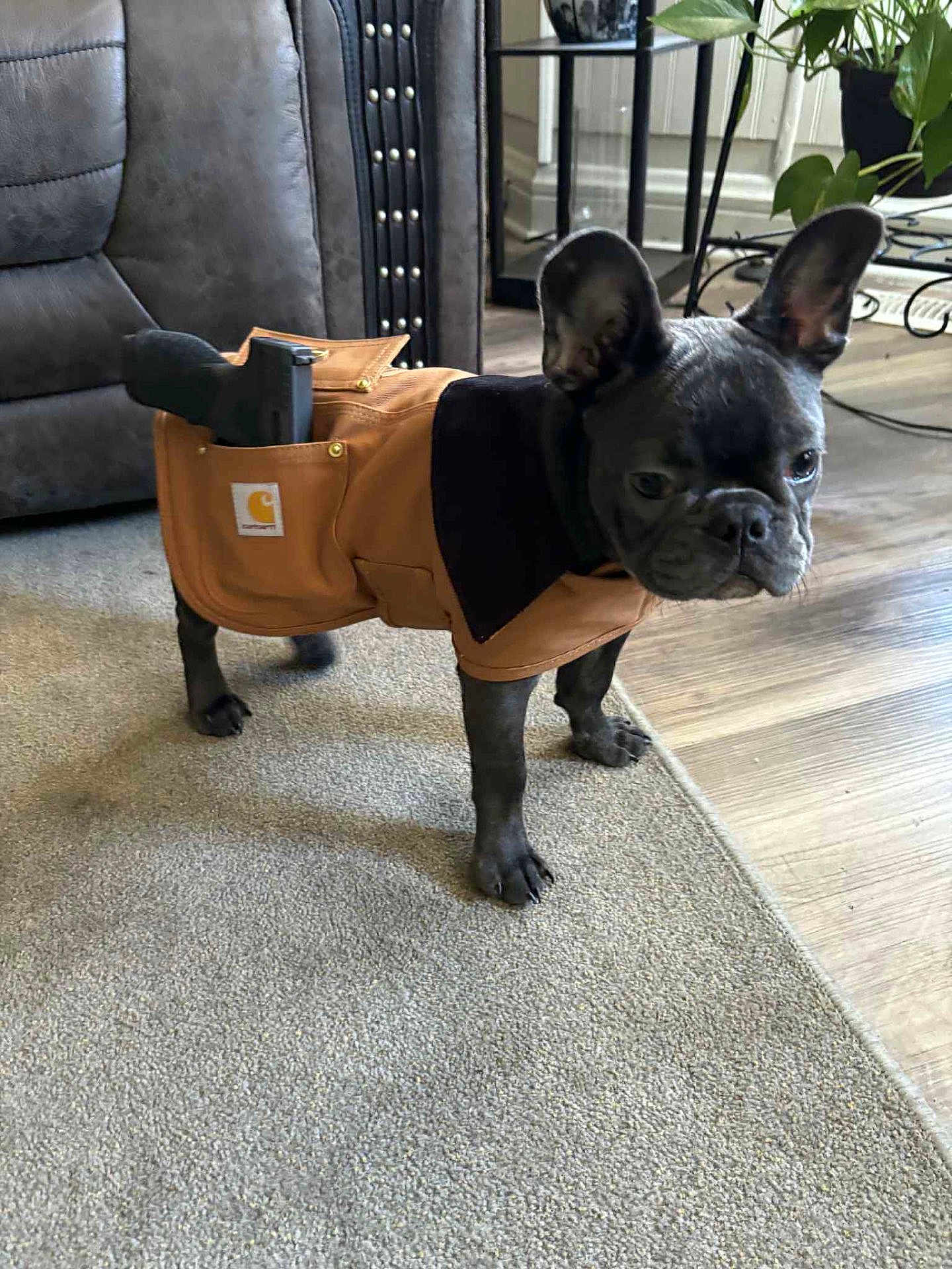 Kona joined the competition — help win amazing prizes! dog, french_bulldog, pet, indoor, carpet, jacket, clothing, furniture, plant, leather_chair, floor, portrait, standing, animal, cute, small_dog, canine, brown, black, home