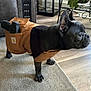 Kona is registered to the contest to win money with this photo: dog, french_bulldog, pet, carhartt_jacket, indoor, carpet, wood_floor, plant, furniture, lantern, black_dog, standing, alert, clothing, canine, domestic_animal, ears_up, side_view, houseplant, decor