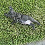 Kona is registered to the contest to win money with this photo: puppy, dog, grass, greenery, outdoor, sidewalk, playful, cute, pet, lying_down, black_dog, canine, nature, young_dog, small_dog, animal, grass_lawn, relaxed, daylight, fun