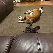 Kona is registered to the contest to win money with this photo: dog, living_room, carpet, leather_couch, brown_dog, black_dog, furniture, floor, chair, basket, basketball, home_interior, pet, animal, relaxing, curious, resting, domestic, indoors, ears