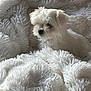 puppy, dog, white, fluffy, blanket, soft, cute, pet, fur, indoors, cozy, animal, small, sleepy, comfort, nestled, young, portrait, fur_texture, resting