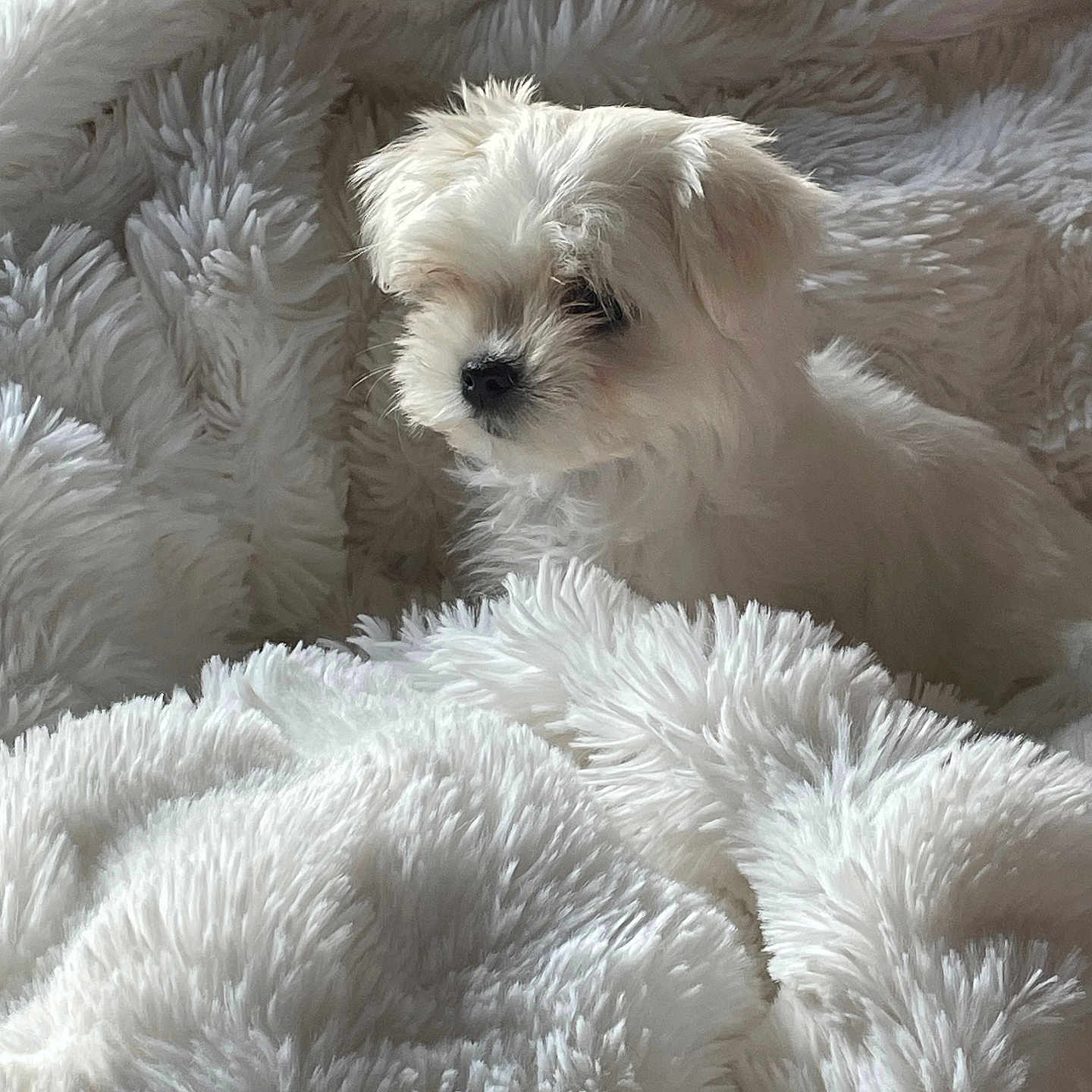 Clochette a rejoint le concours — aidez-le/la à gagner de superbes lots ! animal, blanket, comfort, cozy, cute, dog, fluffy, fur, fur_texture, indoors, nestled, pet, portrait, puppy, resting, sleepy, small, soft, white, young