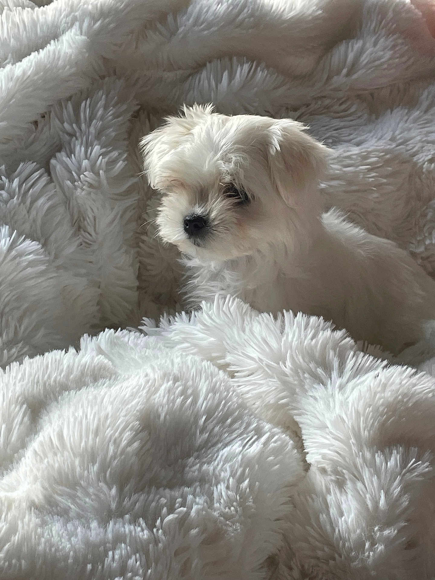 Clochette a rejoint le concours — aidez-le/la à gagner de superbes lots ! puppy, dog, white, fluffy, blanket, soft, cute, pet, fur, indoors, cozy, animal, small, sleepy, comfort, nestled, young, portrait, fur_texture, resting