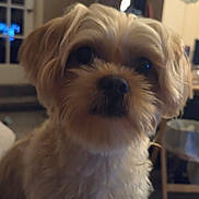 Teddy is registered to the contest to win money with this photo: dog, pet, indoor, close_up, fluffy, small_dog, fur, animal, canine, household, furniture, carpet, door, blurred_background, cute, companion, domestic, mammal, portrait, friendly