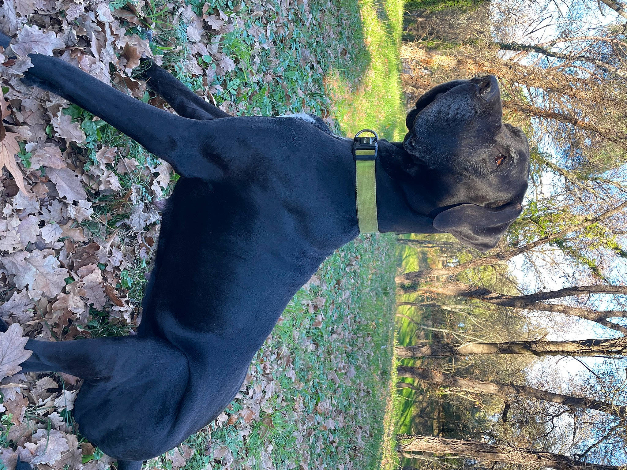 Aby participe au concours pour gagner de l'argent avec cette photo : borador, carnivore, collar, companion_dog, dog, dog_breed, dog_collar, fawn, fur, grass, guard_dog, leash, plant, sculpture, snout, sporting_group, tail, terrestrial_animal, tree, working_animal