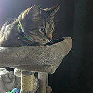 Eddie is registered to the contest to win money with this photo: animal, cat, cat_tree, closeup, collar, cozy, dark_background, feline, fur, household, indoor, kitten_play_area, looking, pet, pet_toy, relaxing, resting, scratching_post, soft_light, tabby_cat