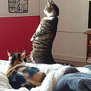 Huggy participe au concours pour gagner de l'argent avec cette photo : animal, blanket, calico, cat, cats, cozy, curious, cushion, floor, fur, furniture, home, indoor, lying_down, pet, relaxed, standing, tabby, television, wall_art