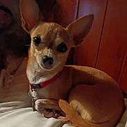 Bitsie Bop is registered to the contest to win money with this photo: dog, small_dog, tan_dog, large_ears, collar, pet, indoors, wooden_wall, blanket, curled_up, resting, cute, animal, companion, looking_at_camera, cozy, domestic_animal, fur, paw, bed