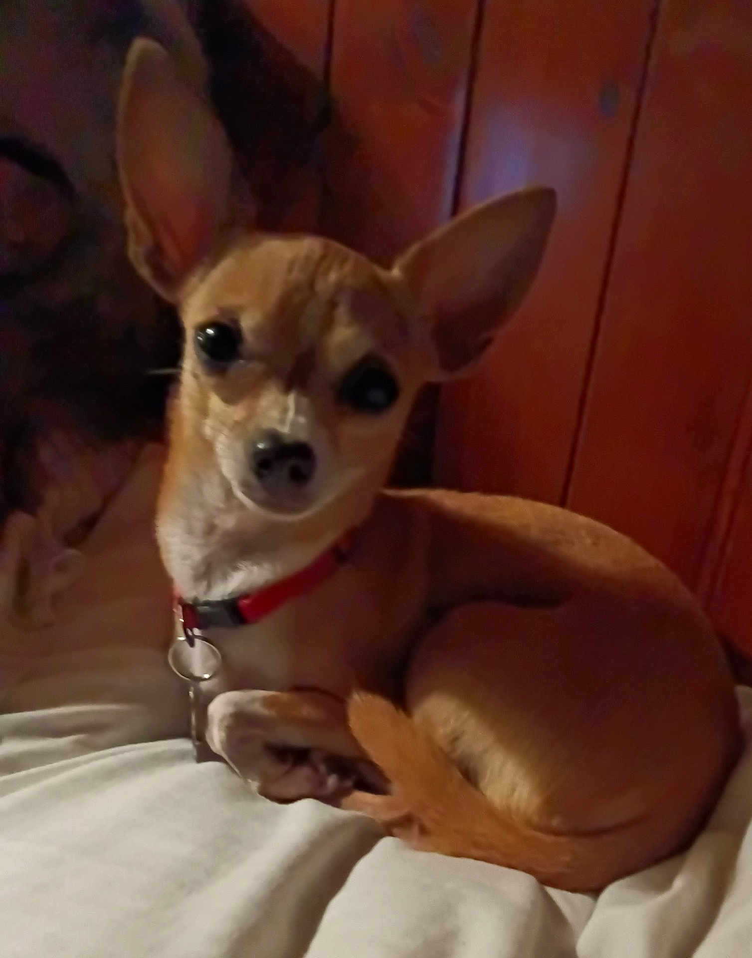 Bitsie Bop