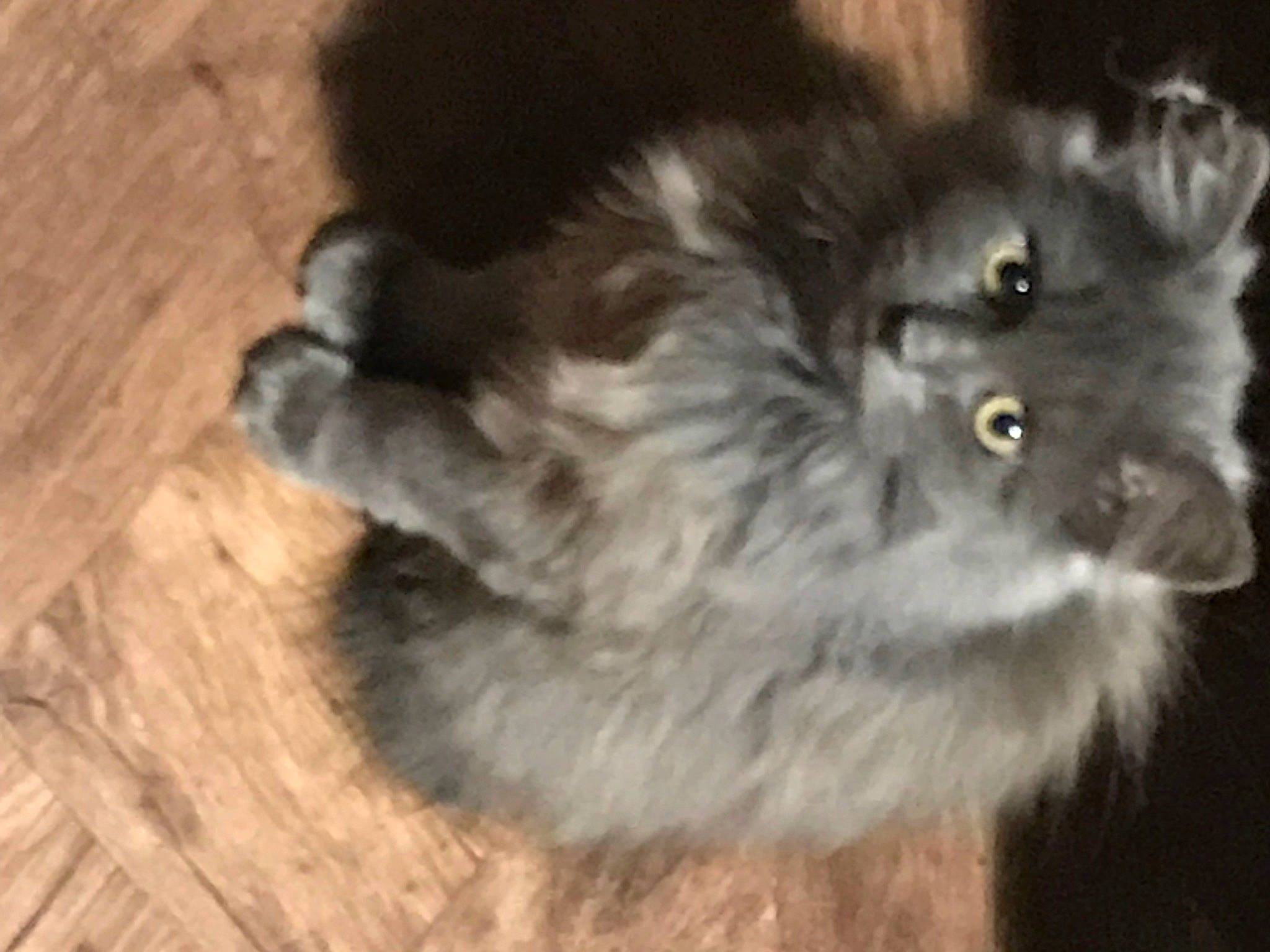 Tessa a rejoint le concours — aidez-le/la à gagner de superbes lots ! british_longhair, canidae, carnivore, cat, companion_dog, dog_breed, fawn, felidae, flooring, fur, hardwood, paw, small_to_medium_sized_cats, tail, terrestrial_animal, whiskers, wood, wood_stain, working_animal