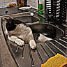 cat, sink, kitchen, black_and_white_cat, domestic, relaxed, spoon, cleaning_liquid, sponge, dish_rack, countertop, tiled_wall, household, pet, indoor, resting, fur, animal, whiskers, paw