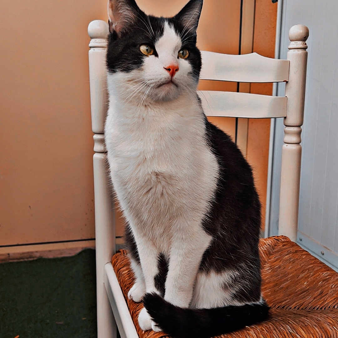 Ghost participe au concours pour gagner de l'argent avec cette photo : cat, black_and_white, sitting, chair, woven_seat, indoor, pet, feline, looking_away, resting, domestic_animal, fur, whiskers, ears, tail, floor, door, wall, quiet, contemplative