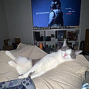 Ghost a rejoint le concours — aidez-le/la à gagner de superbes lots ! cat, sleeping, blanket, controller, gaming, television, indoor, relaxing, white_cat, gray_cat, furniture, room, technology, video_game, couch, home, pet, comfort, screen, helmet