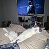 cat, sleeping, blanket, controller, gaming, television, indoor, relaxing, white_cat, gray_cat, furniture, room, technology, video_game, couch, home, pet, comfort, screen, helmet
