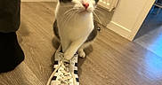Ghost a rejoint le concours — aidez-le/la à gagner de superbes lots ! cat, sneaker, paw, floor, wooden_floor, indoor, radiator, black_stripes, shoe_laces, white_shoe, curious, pet, whiskers, green_eyes, sock, human_leg, mischievous, closeup, domestic_animal, adorable