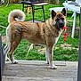 Vicky participe au concours pour gagner de l'argent avec cette photo : alert, animal, backyard, bicycle, canine, chair, curled_tail, daylight, dog, fence, fur, garden, grass, outdoor, pet, playful, table, toy, umbrella, wooden_deck