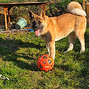 Vicky a rejoint le concours — aidez-le/la à gagner de superbes lots ! active, animal, canine, dog, fence, fluffy_tail, grass, greenery, happy, nature, outdoor, pet, playful, soccer_ball, summer, sunlight, sunny, tongue_out, wooden_table, yard