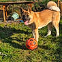active, animal, canine, dog, fence, fluffy_tail, grass, greenery, happy, nature, outdoor, pet, playful, soccer_ball, summer, sunlight, sunny, tongue_out, wooden_table, yard