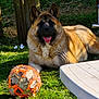 animal, black_muzzle, brown_fur, canine, daytime, dog, fence, garden, grass, happy, nature, outdoor, pet, playful, relaxed, soccer_ball, summer, sunlight, tongue_out, toy