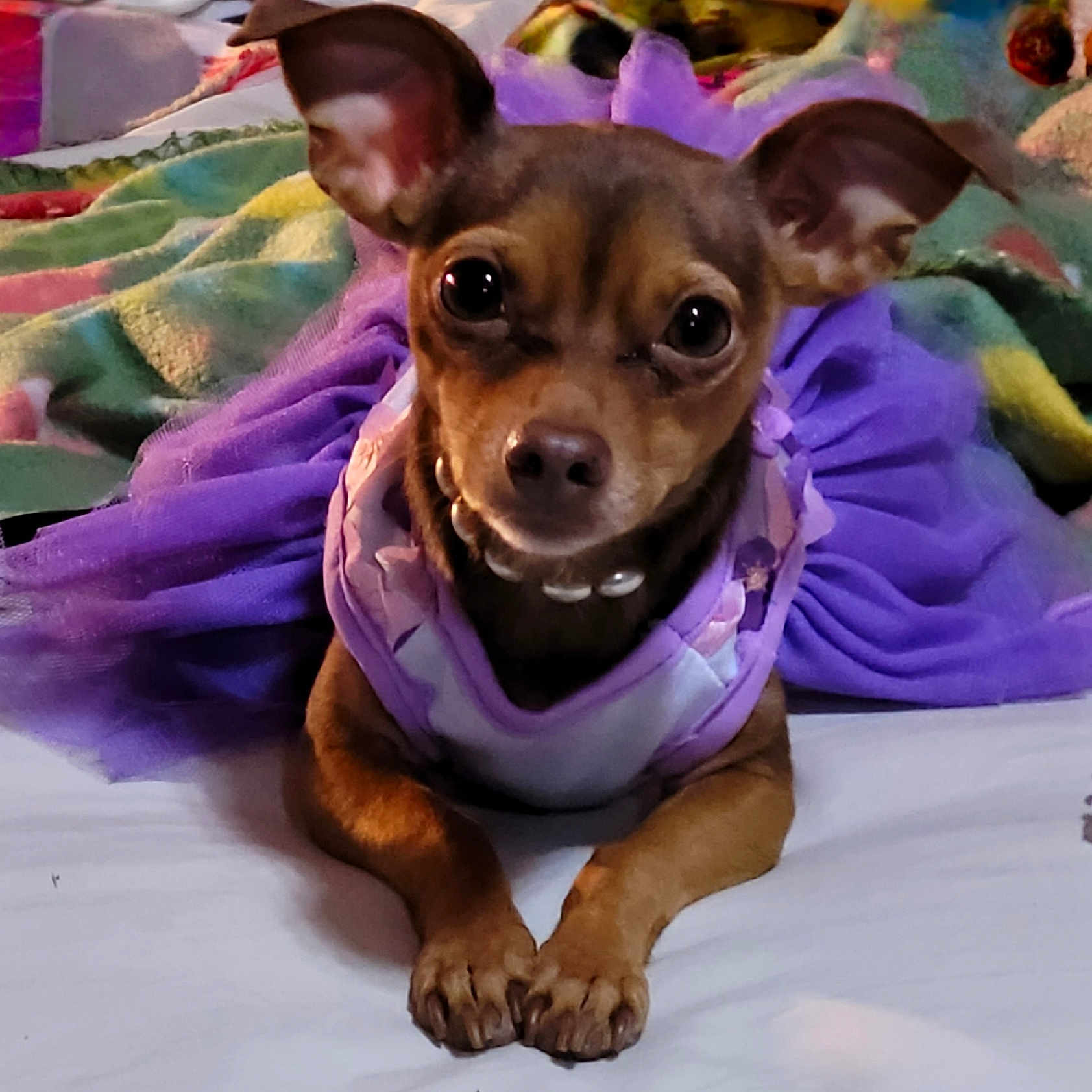 Miya joined the competition — help win amazing prizes! animal, bed, bedroom, blanket, bulldog, canine, chihuahua, clothing, costume, dog, face, frenchbulldog, head, hound, person, pet, photography, portrait, puppy, purple