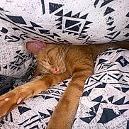Scar is registered to the contest to win money with this photo: animal, bed, blanket, cat, closeup, comfort, cozy, cute, feline, ginger_cat, indoor, nap, patterned_sheet, paws, pets, relaxing, resting, sleeping, soft, whiskers
