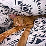 animal, bed, blanket, cat, closeup, comfort, cozy, cute, feline, ginger_cat, indoor, nap, patterned_sheet, paws, pets, relaxing, resting, sleeping, soft, whiskers