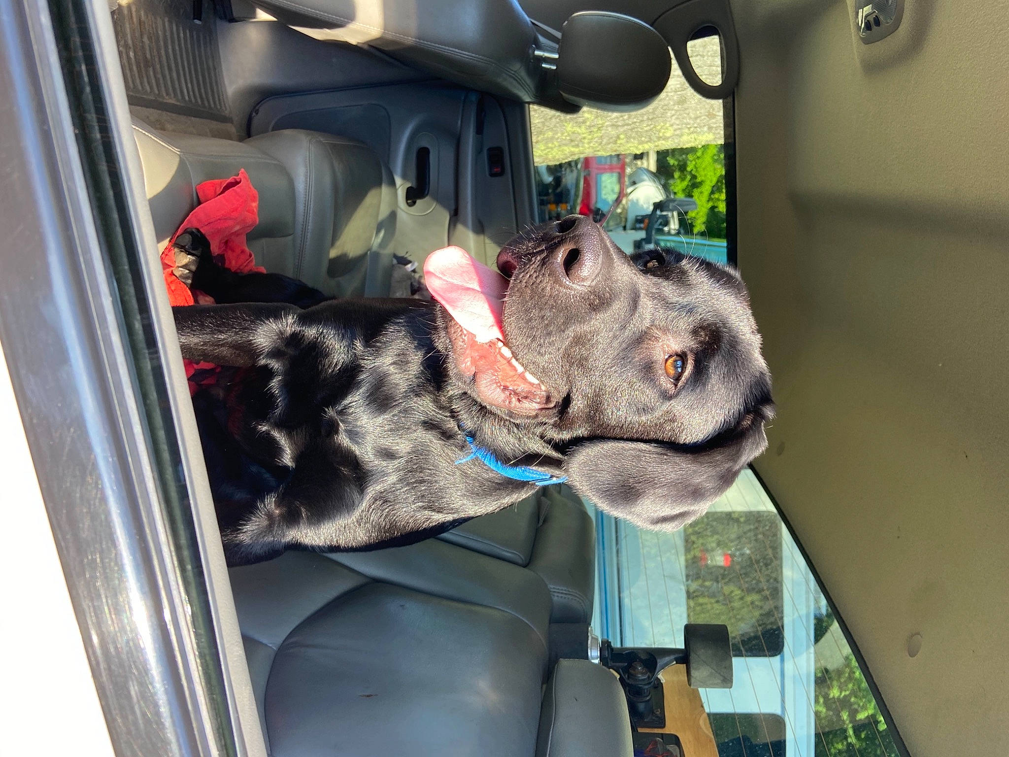 Jack is registered to the contest to win money with this photo: canidae, carnivore, dog, dog_breed, non_sporting_group, snout, sporting_group, vehicle