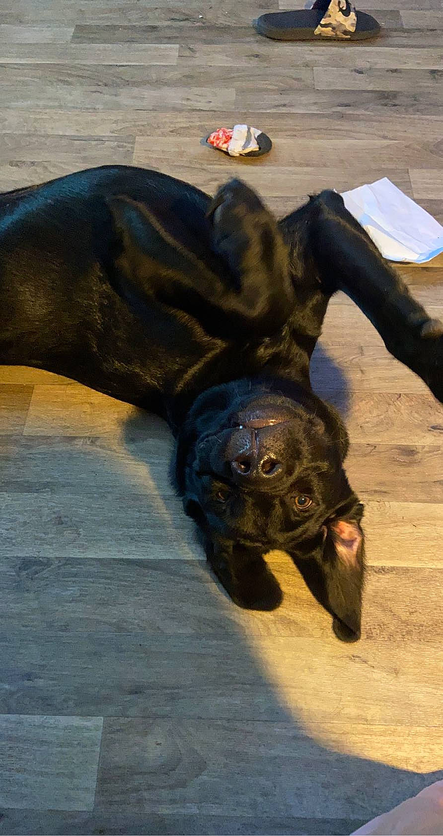 Jack joined the competition — help win amazing prizes! galapagos_tortoise, reptile, snout, terrestrial_animal, tortoise, turtle