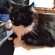 Princess joined the competition — help win amazing prizes! cat, tuxedo_cat, pet, whiskers, fur, paw, coloring_book, indoor, close_up, bokeh, blurred_background, relaxed, sitting, black_and_white, domestic_animal, portrait, cozy, table, human_in_background, desk