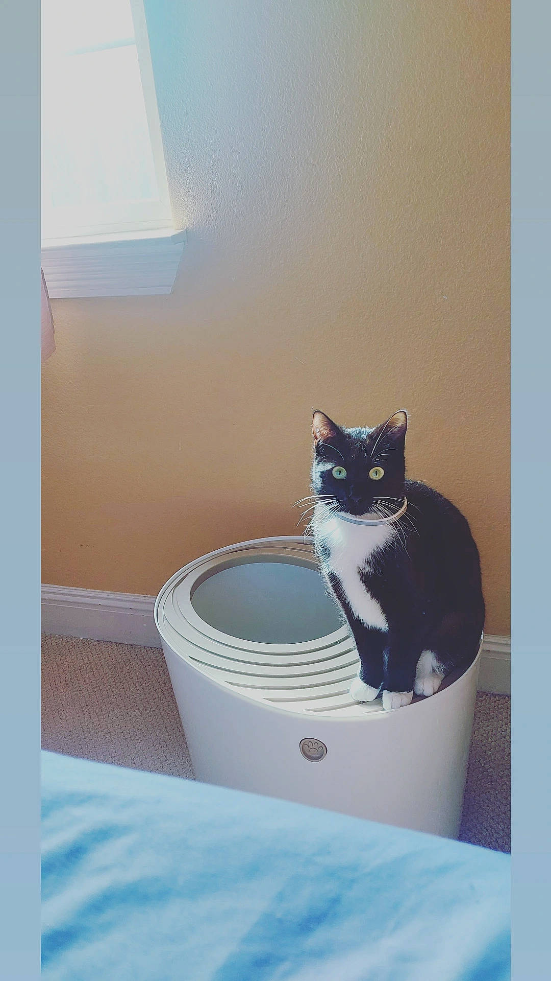 Edna is registered to the contest to win money with this photo: carnivore, cat, cat_supply, comfort, domestic_short_haired_cat, felidae, flooring, fur, grey, hardwood, home_appliance, household_supply, pet_supply, rectangle, room, shelf, small_to_medium_sized_cats, tail, whiskers, wood